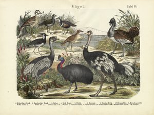 Vogels, ca. 1860